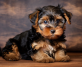 Yorkie Poo Puppies For Sale Simply Southern Pups